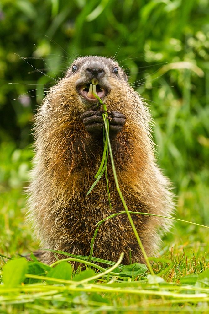 Minnesota-Pine County Adult woodchuck eating